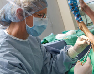 Veterinary Surgeon Performing Pet Surgery
