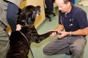 Canine Rehabilitation Therapy at Veterinary Surgical Specialists