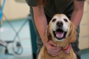 Happy Smiling Dog with Veterinary Surgeon