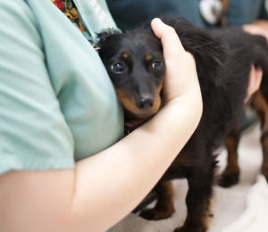 Caring for Dog at Veterinary Surgical Specialists