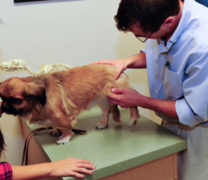 Dog PennHIP Screening