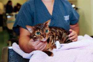 Cat Surgery at Veterinary Surgical Specialists