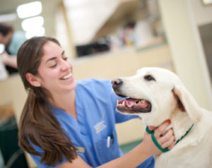 Veterinary Surgeon with Pet Patient