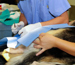 Soft Tissue Surgery at Veterinary Surgical Specialists