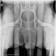 PennHIP X-Ray Dog Hip Joint Laxity Distraction View