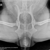 PennHIP X-Ray Dog Hip Congruity Compression View