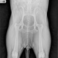 PennHIP X-Ray Dog Osteoarthritis Extension View