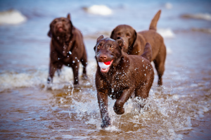 Healthy Dogs Running in Water