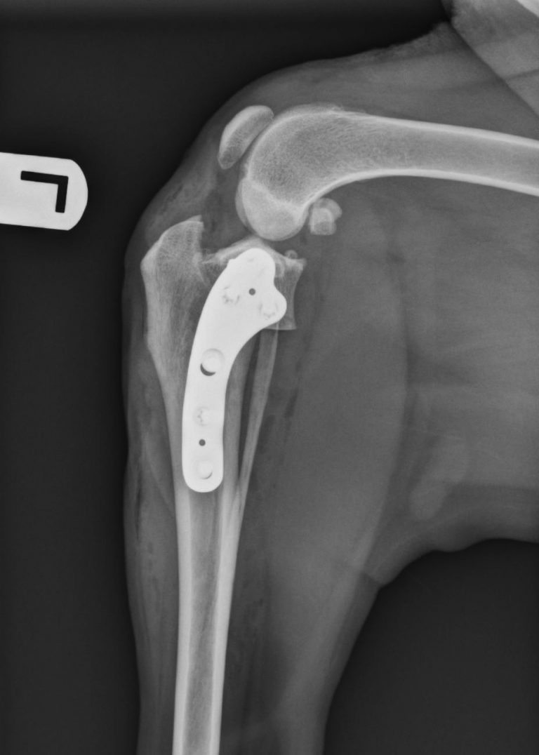 tplo – Postoperative view of a TPLO | Veterinary Surgical Specialists