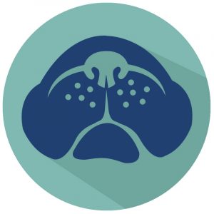 Deviated Septum Dog Face Vector Icon