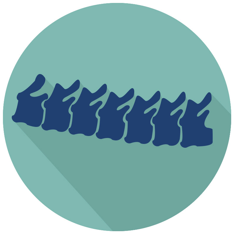 Dog Spine Icon