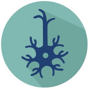 Nerve Nervous System Icon