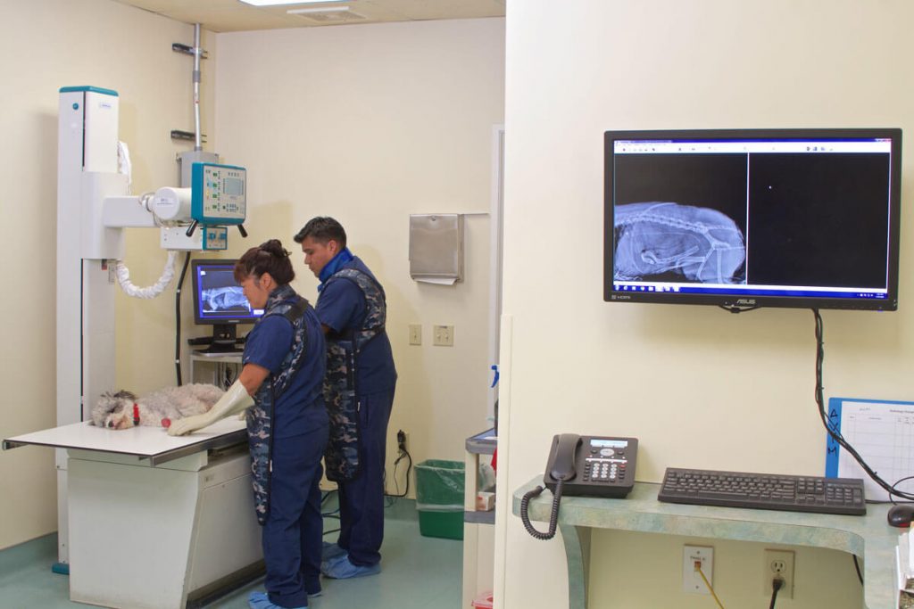 https://www.vssoc.com/wp-content/uploads/2021/01/veterinary-diagnostic-imaging-1024x683.jpg