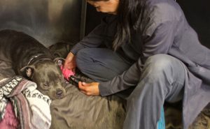 Veterinarian Caring for Dog Post-Emergency Surgery