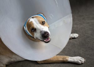 Dog Neurosurgery Neck Cone